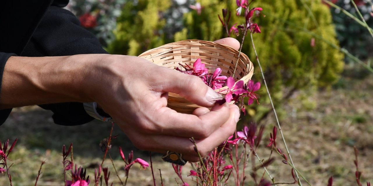 DÜ öğretim üyesi Yusuf Parlak, botanik bahçesindeki endemik bitkileri el yapımı kağıtlarla sanata dönüştürüyor.