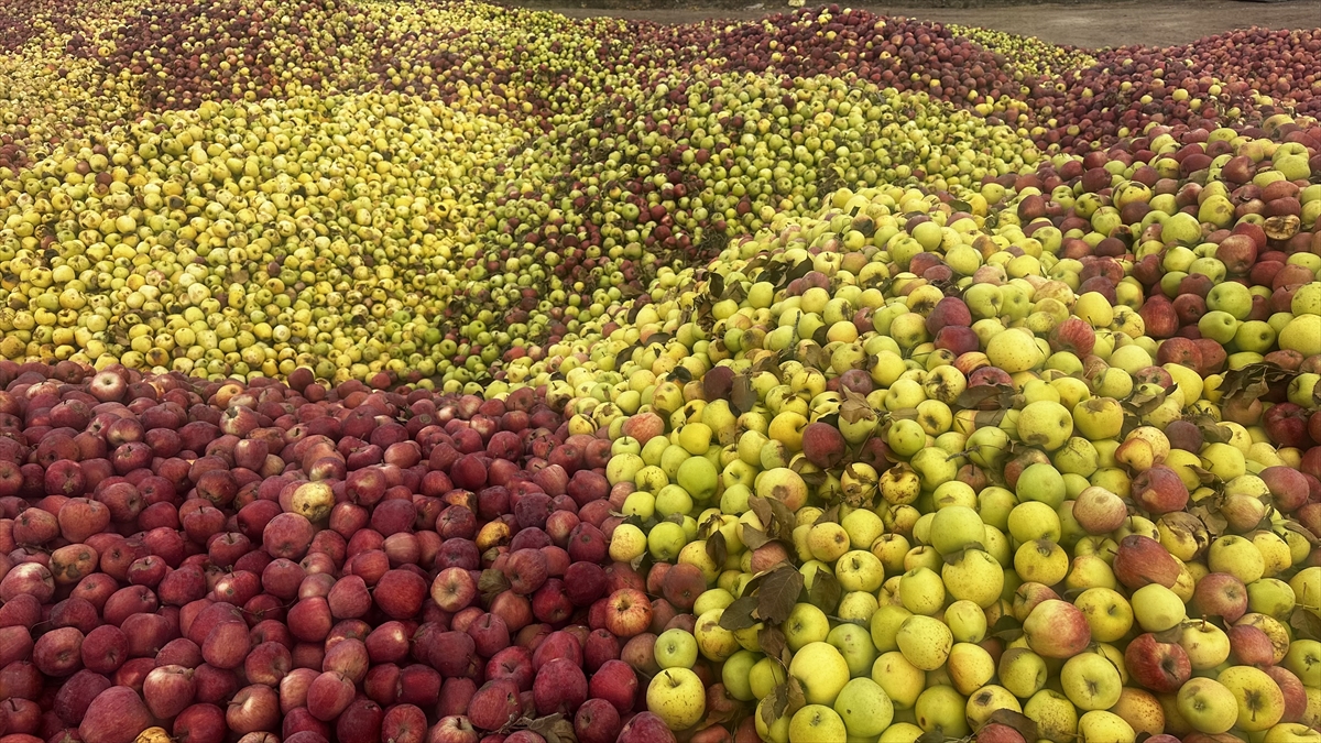 Isparta'da döküntü elmalar meyve suyu olmak için toplanıyor