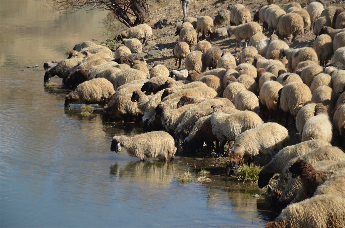 Muş'ta göçerler havanın soğumasıyla dönüş yolculuğuna başladı