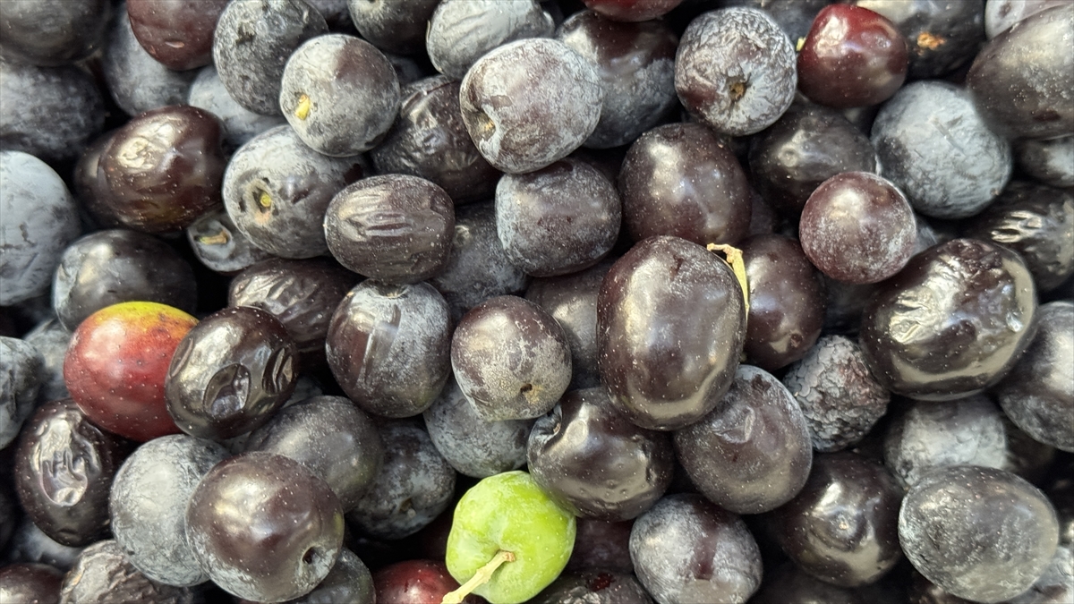 Artvin'de lezzet ödüllü "Butko zeytini" hasadı başladı