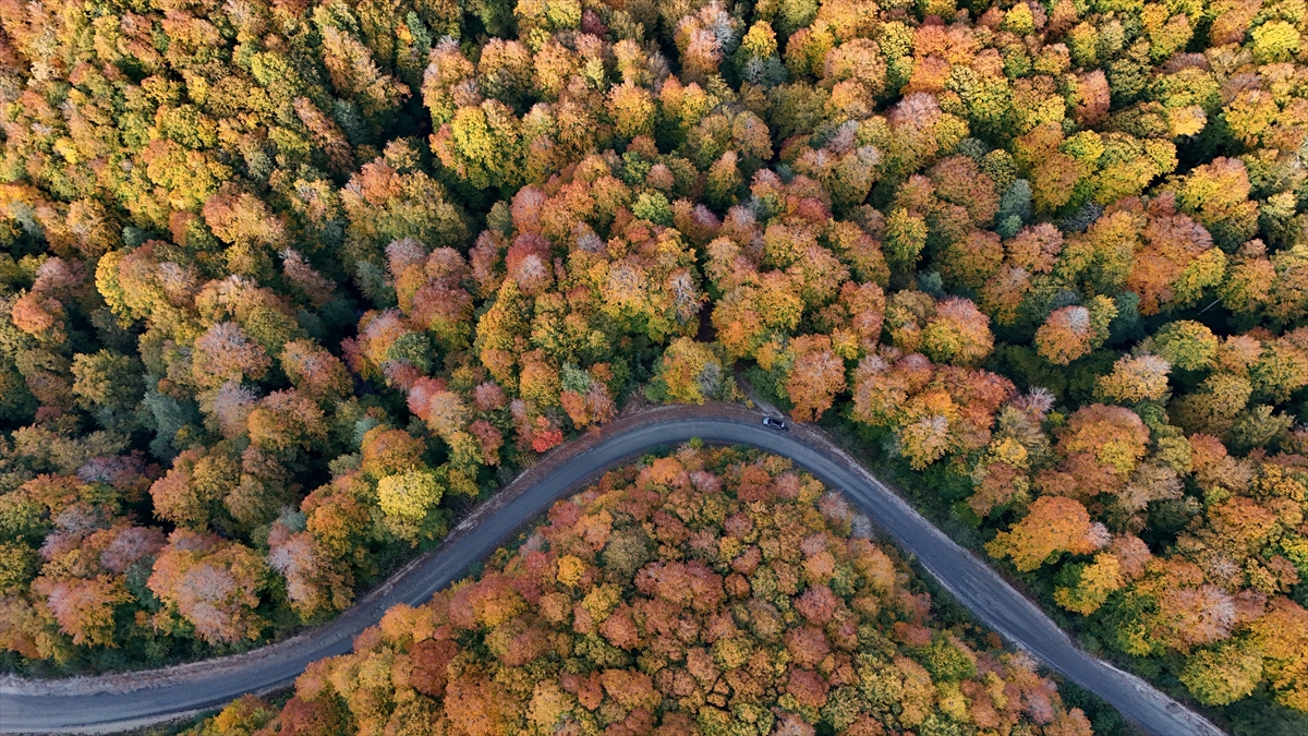 Kırklareli'nin Longoz ve Istranca ormanları sonbaharın renklerine büründü