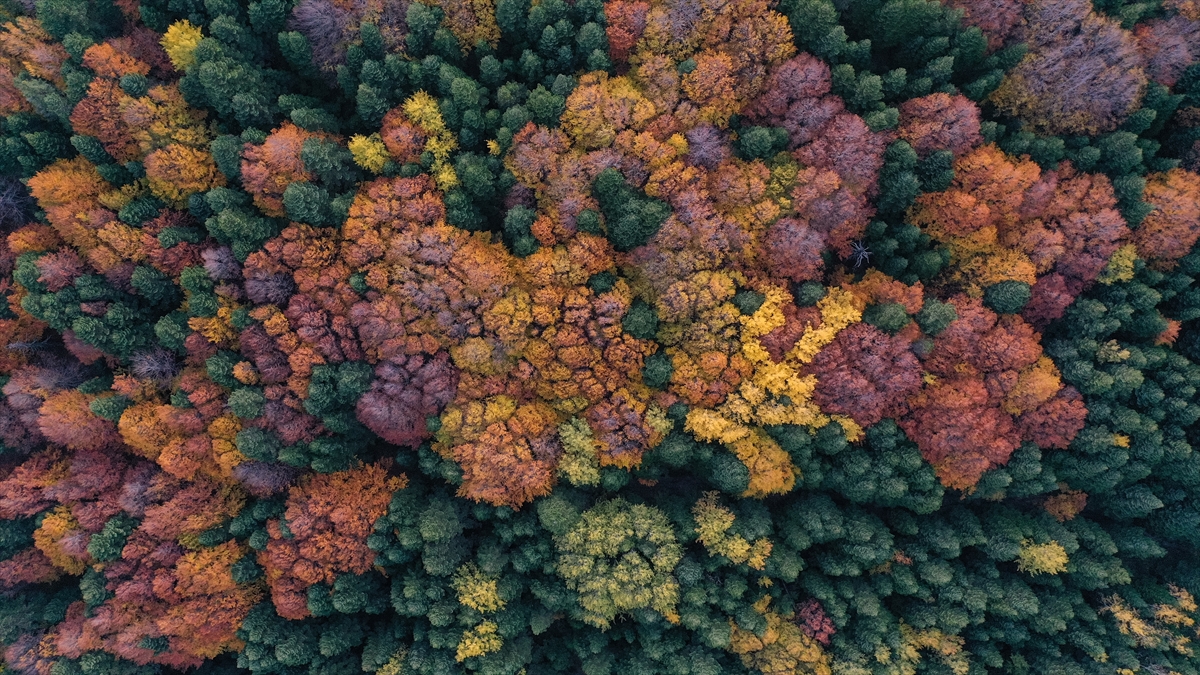 Uludağ'da sonbahar renkleri hakim oldu