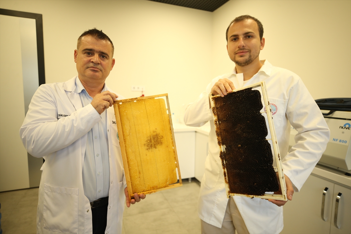 Borla üretilen doğal solüsyon arıları öldüren zararlıları yok ediyor