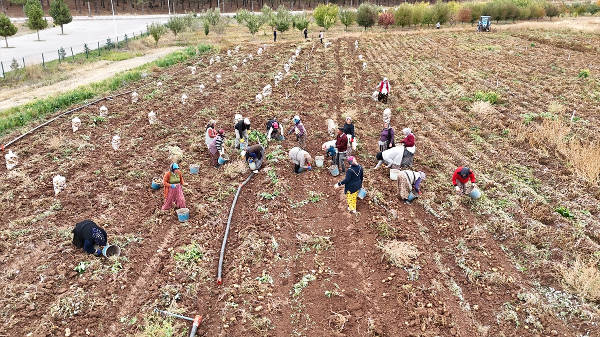 Üniversitenin ürettiği patatesler öğrencilere burs olacak