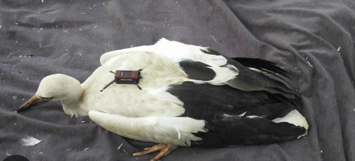 GRAFİKLİ - "Karahacılı" leylek, 3 yılda yaklaşık 22 bin kilometre katetti