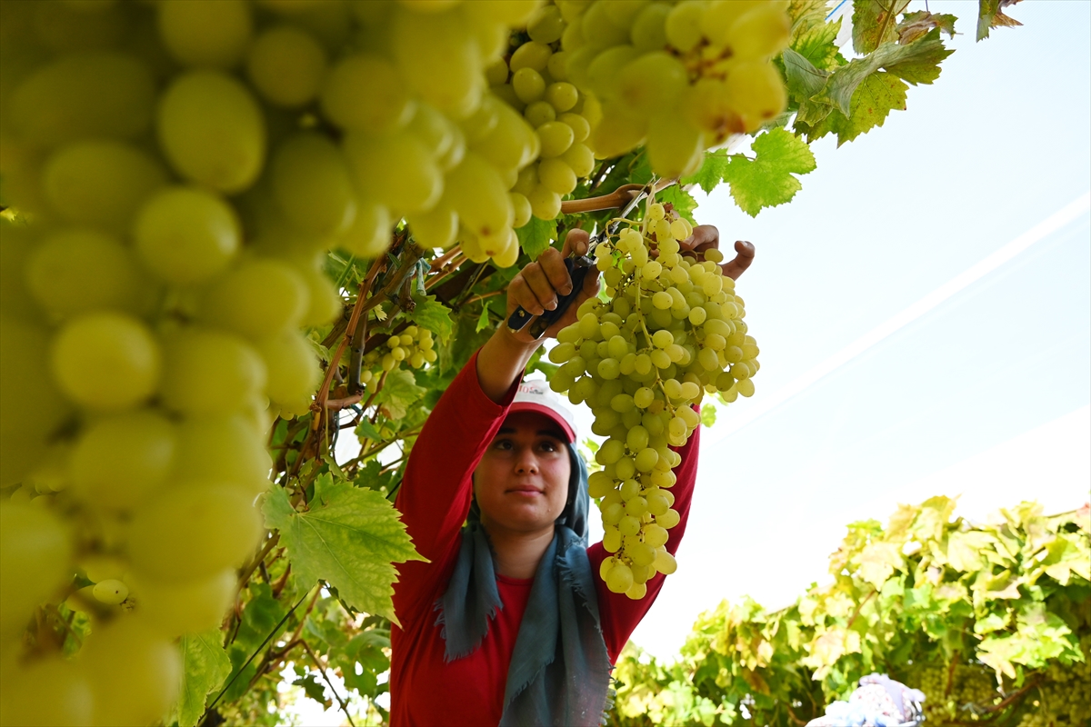 Sofralık üzümün üretim merkezinde verim ve kalite sevinci