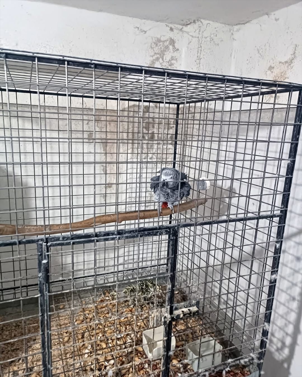 Tekirdağ'da yasa dışı yollarla yurda sokulan 21 papağan ele geçirildi