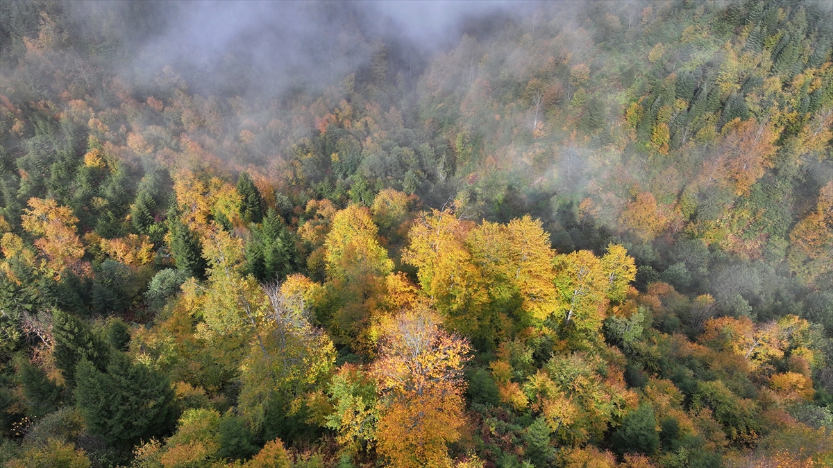 Trabzon'un yüksek kesimleri sonbahar renklerine büründü