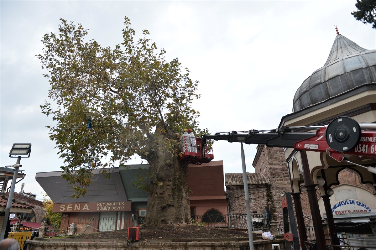 Bursa'da dalı kırılan 346 yaşındaki çınarın korunması için çalışma başlatıldı