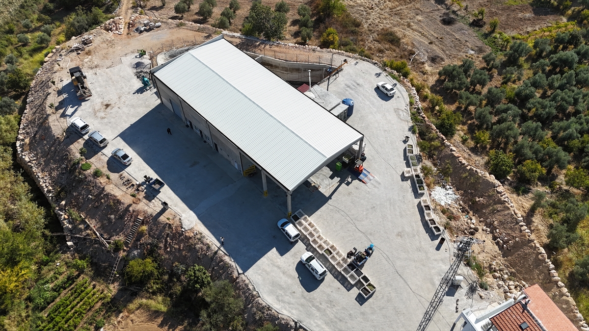 Devlet desteğiyle kurulan zeytinyağı sıkım tesisleri yöre halkına kazanç oldu