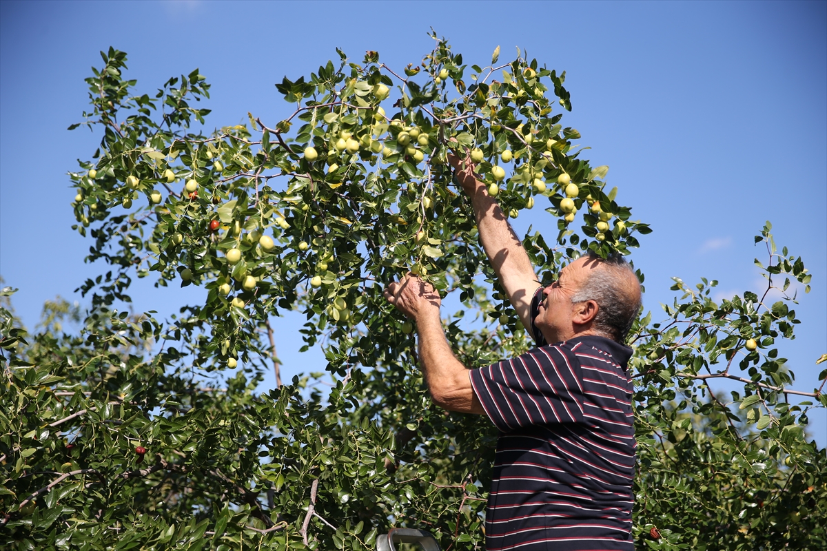 Edirne'de çiftçiler küçük arazilerini yüksek gelirli hünnap üretimiyle değerlendiriyor