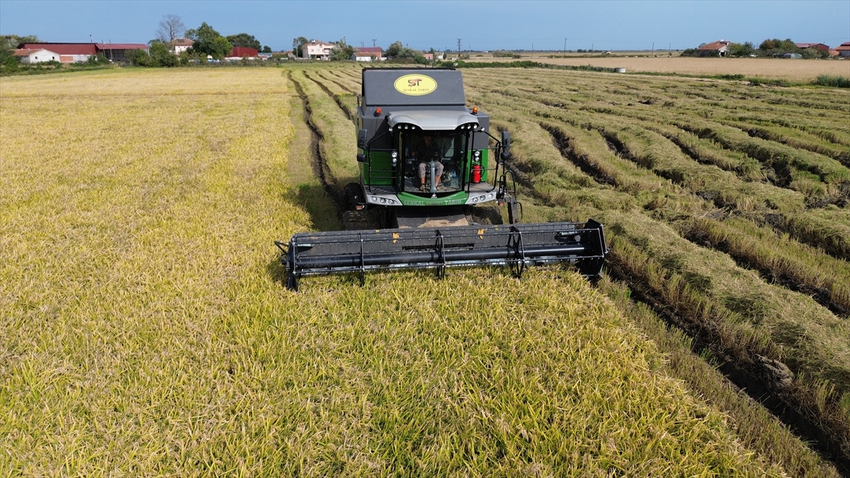 Bafra Ovası'nda 117 bin tonun üzerinde çeltik rekoltesi bekleniyor