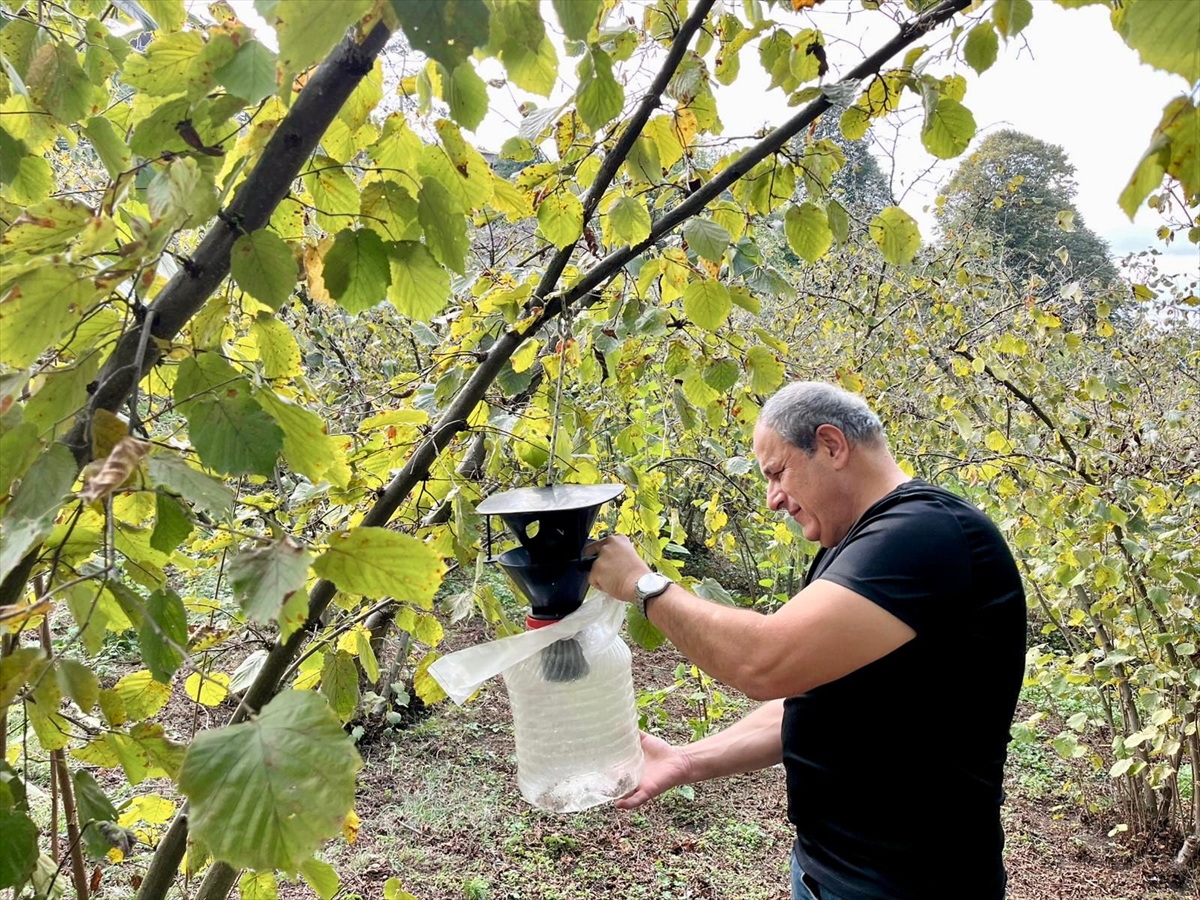 Sakarya'da kahverengi kokarca etkin mücadeleyle sıkı takipte