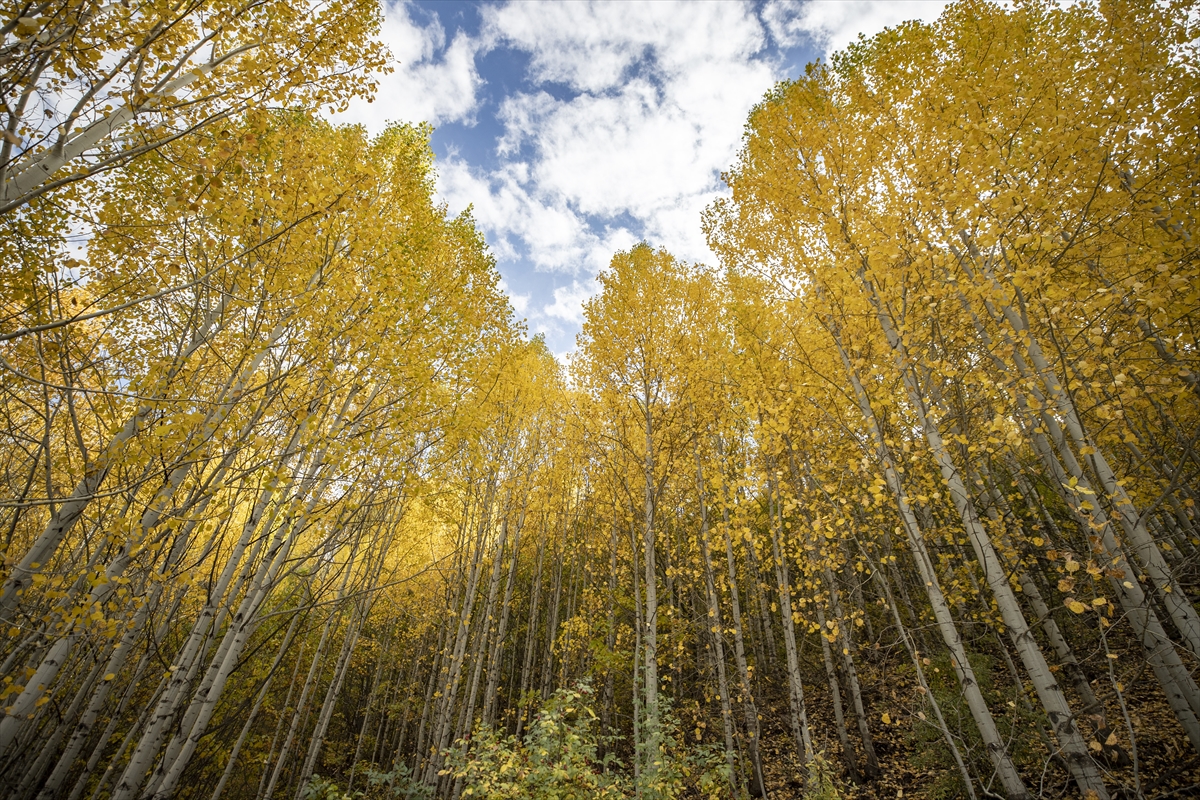 Tunceli'nin zirvelerindeki ormanlar güz renklerine büründü