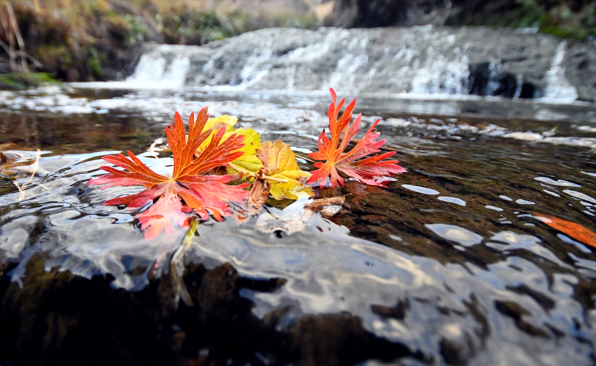 Kars’taki Keklik Vadisi'nde sonbahar güzelliği yaşanıyor