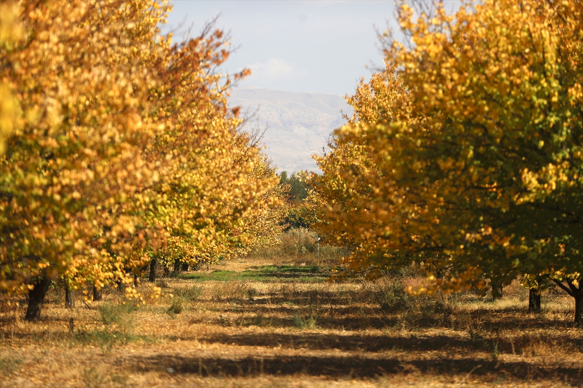 Malatya'daki kayısı bahçelerinde sonbahar renkleri hakim oldu