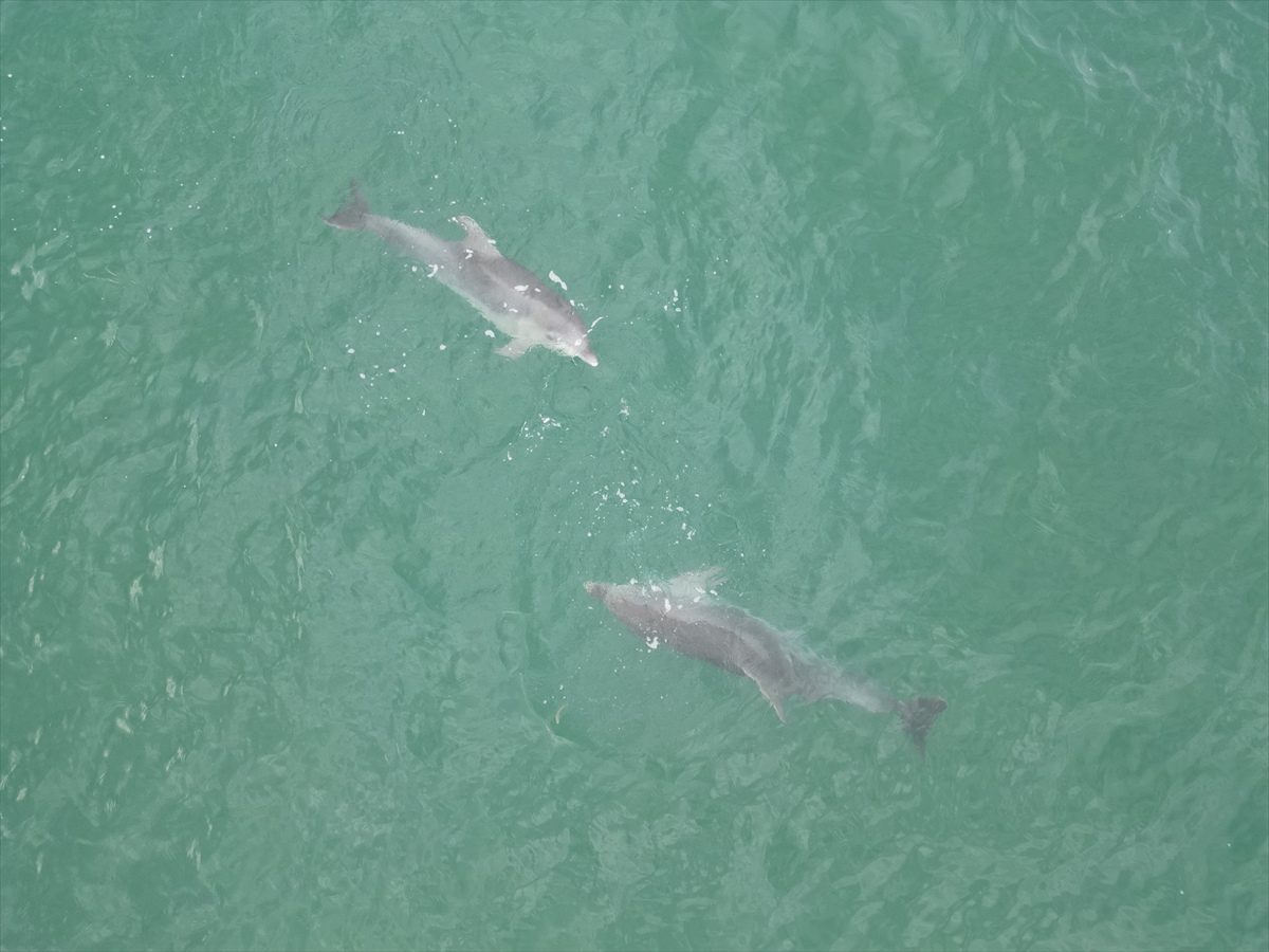 Karadeniz'de dolaşan yunuslar dronla görüntülendi