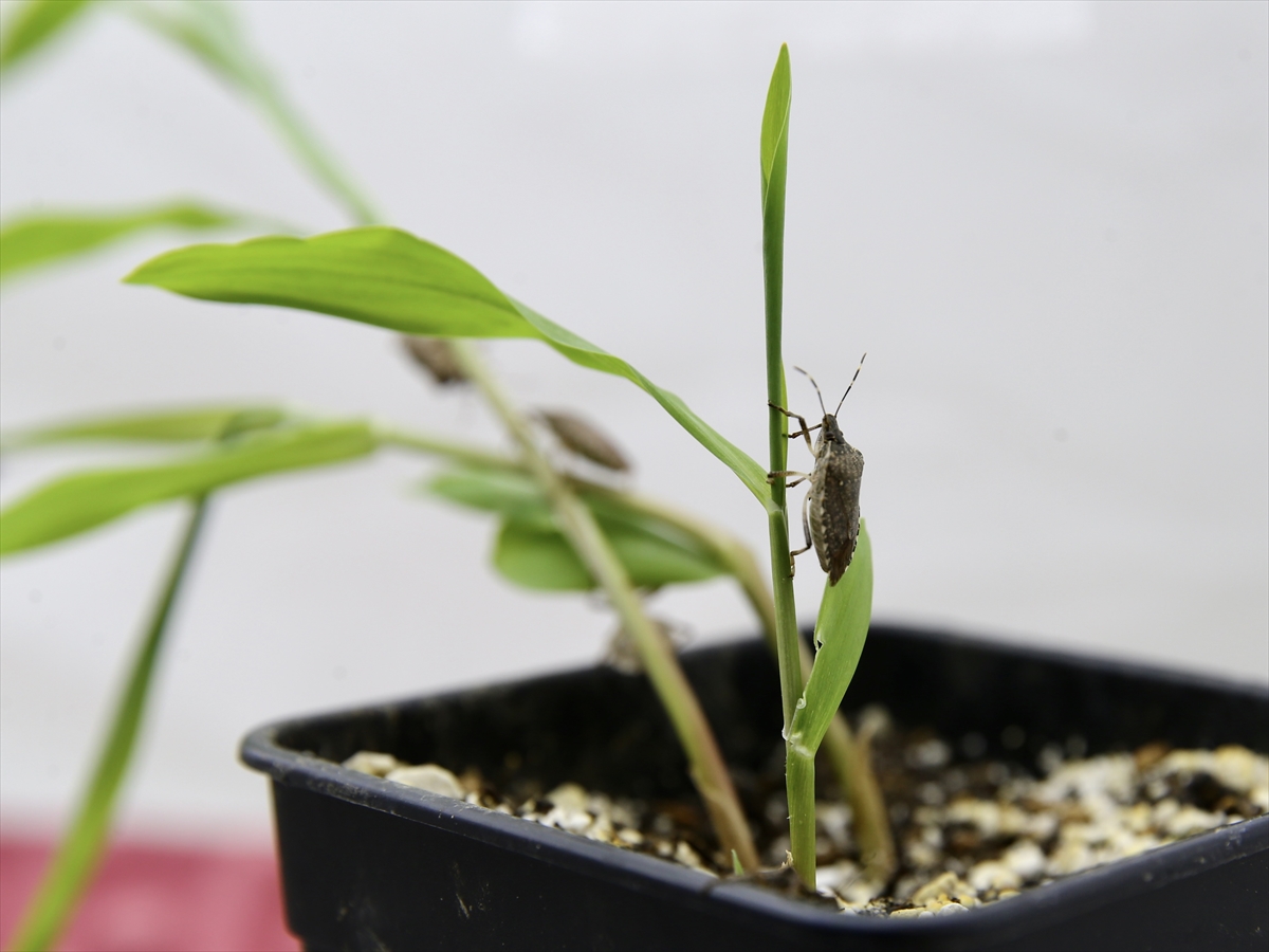 Kahverengi kokarcanın kışlaklarda yok edilmesi biyolojik mücadeleye katkı verebilir