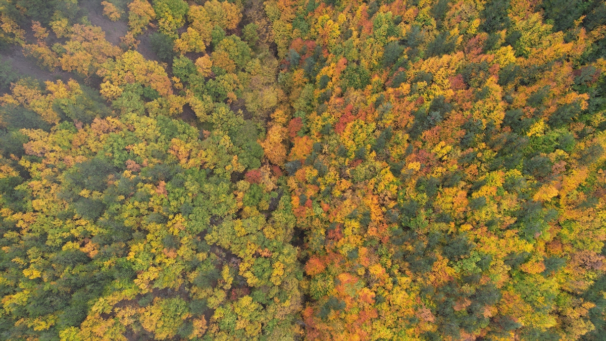 Ilgaz Dağı'nda sonbahar