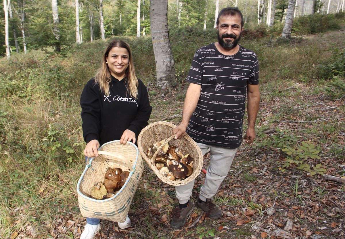 Sinop'ta "fesleğen mantarı" yöre halkına gelir kapısı oluyor