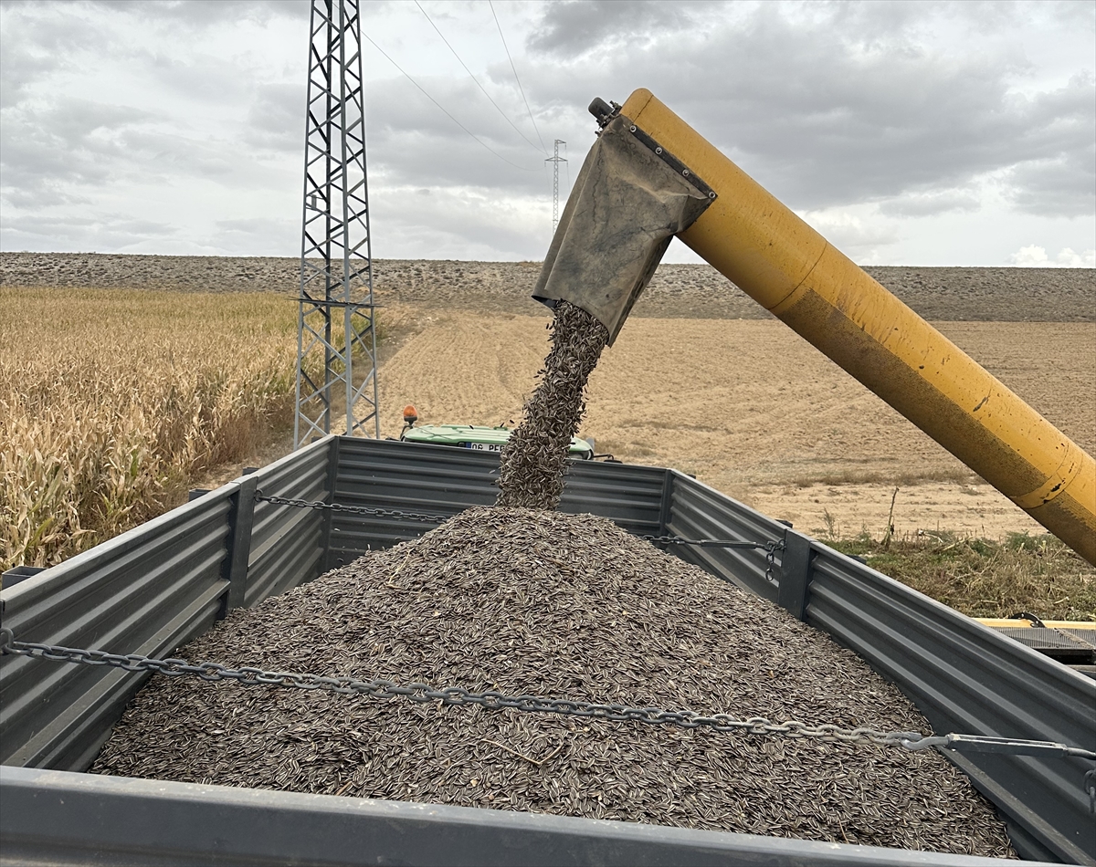 Konya Ovası'nda çerezlik ayçiçeği üretimi artıyor