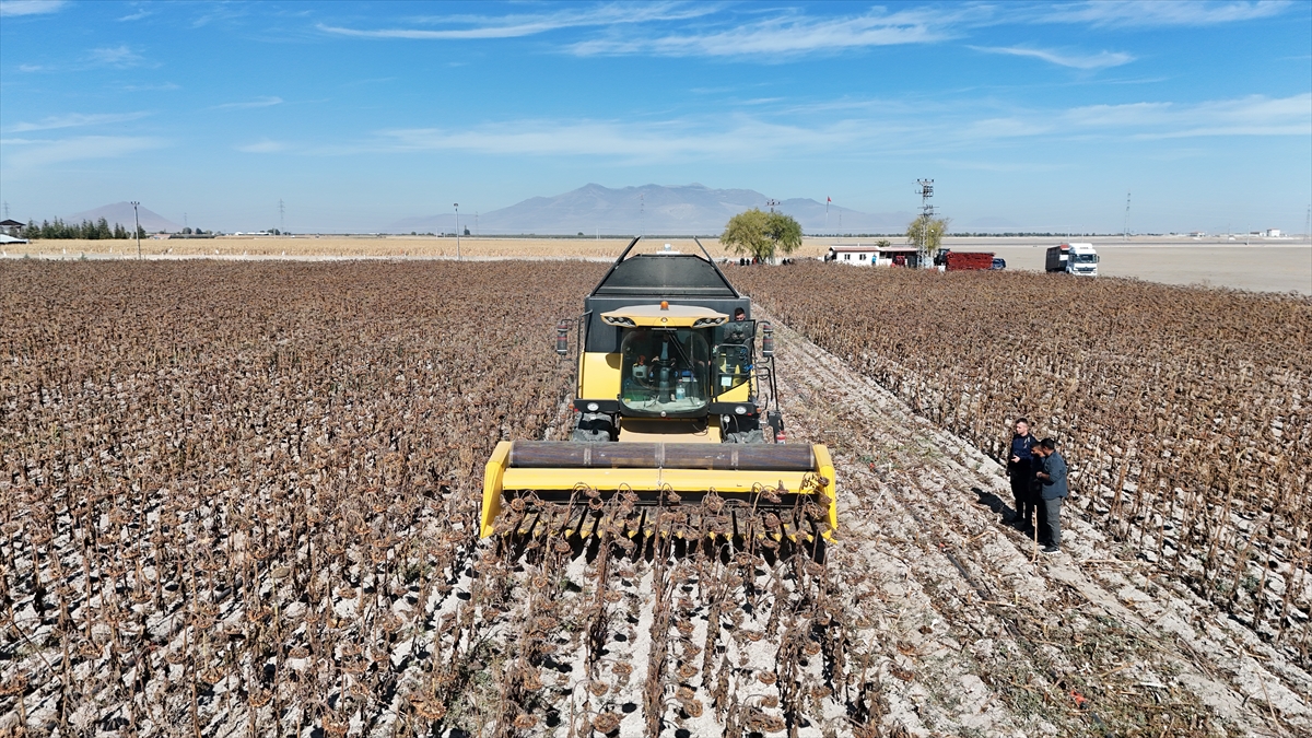 Karaman'da hükümlülerin cezaevinde ürettiği çerezlik ayçiçeği hasat edildi