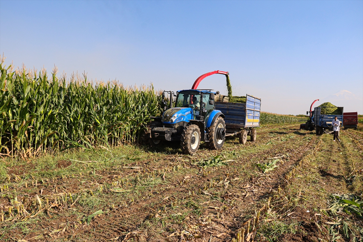Iğdır'da silajlık mısır hasadı başladı