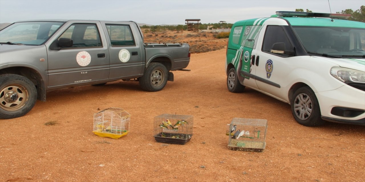 Kırşehir’de depoda koruma altındaki 66 kuş ele geçirildi