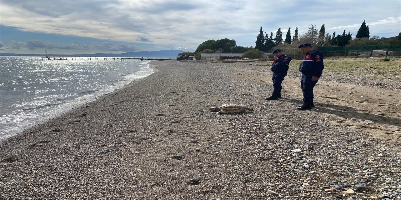 Çanakkale Assos sahilinde 2 ölü caretta caretta bulundu, numuneler alınarak inceleme başlatıldı