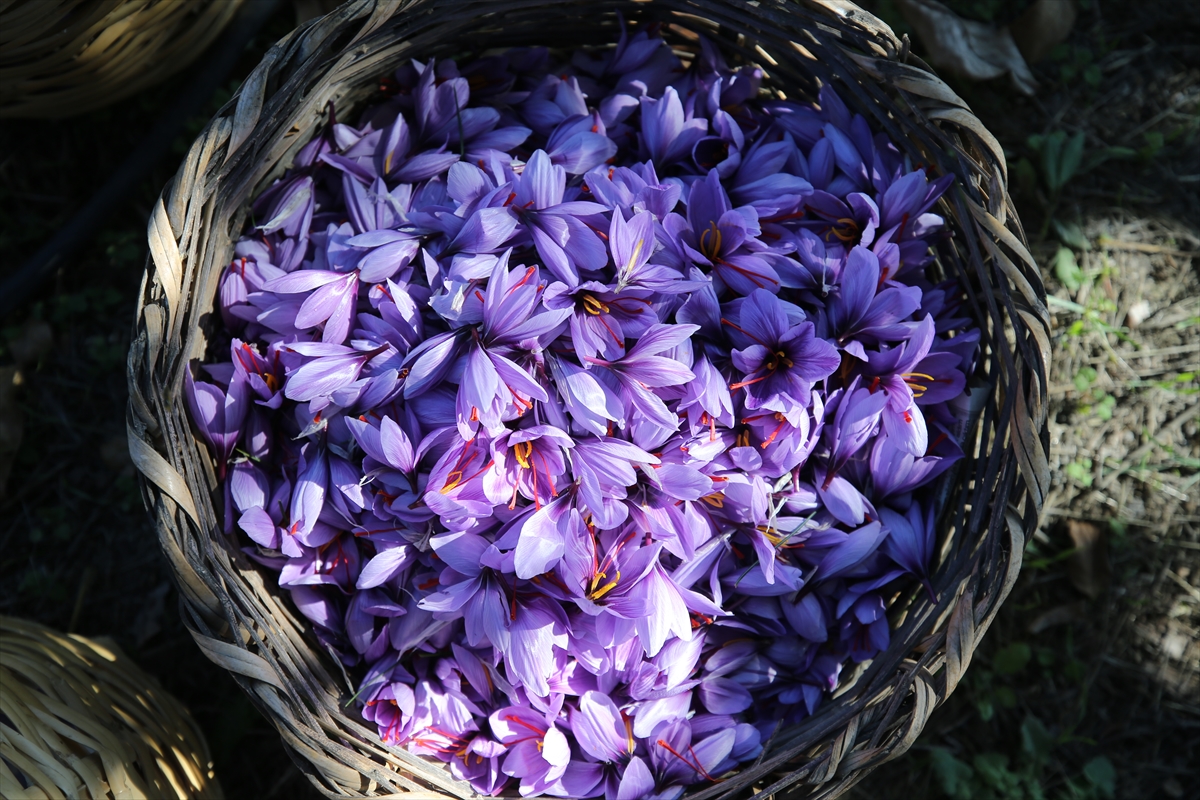 Karabük'te ekilen "mucize bitki" safranın hasadı sürüyor