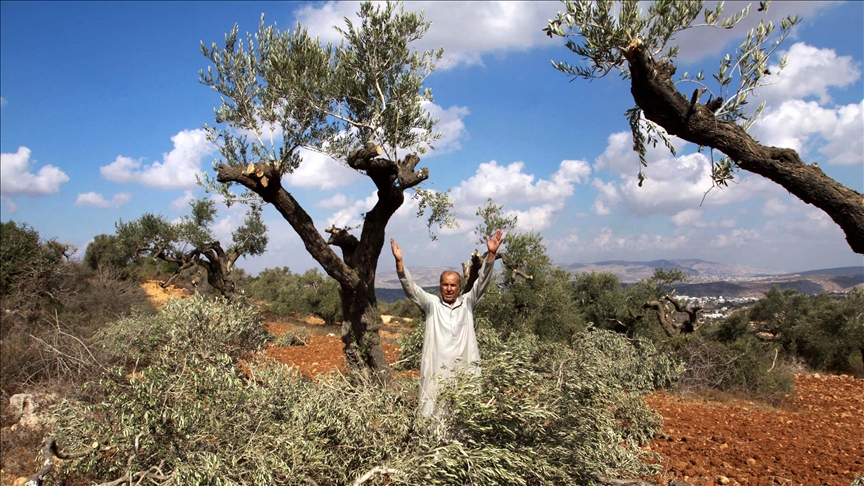 İsrail, Batı Şeria'da yaklaşık 25 bin dönümlük alanda Filistinlilerin zeytin hasadını engelliyor