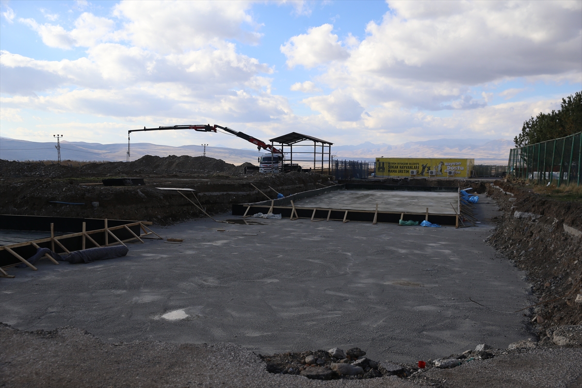 Erzurum'da sahipsiz hayvanlar, sokak ve kafesler yerine doğal yaşam alanlarında yaşayabilecek