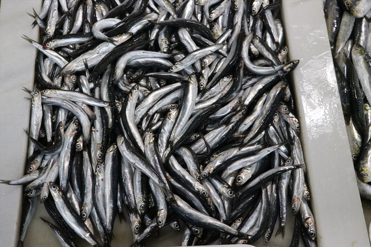Karadeniz hamsisi Tekirdağ'da tezgahlardaki yerini aldı