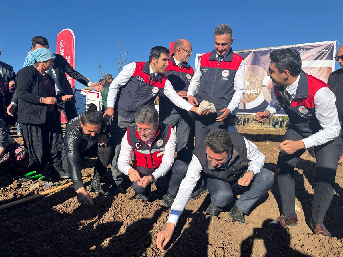Bakan Yumaklı, Tunceli'de coğrafi işaretli dağ sarımsağının ekimini yaptı