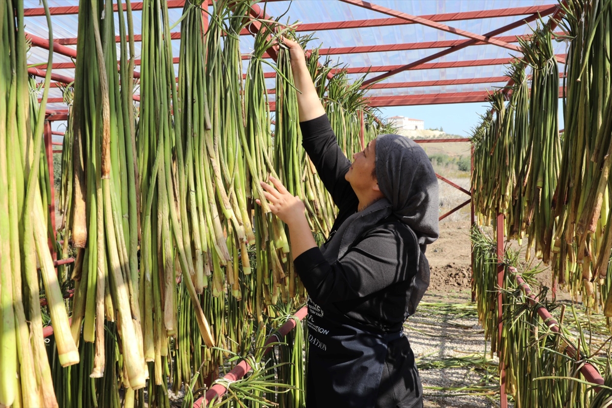 Hatay'da Gölbaşı Gölü'ndeki su sümbülleri ekonomiye kazandırılıyor