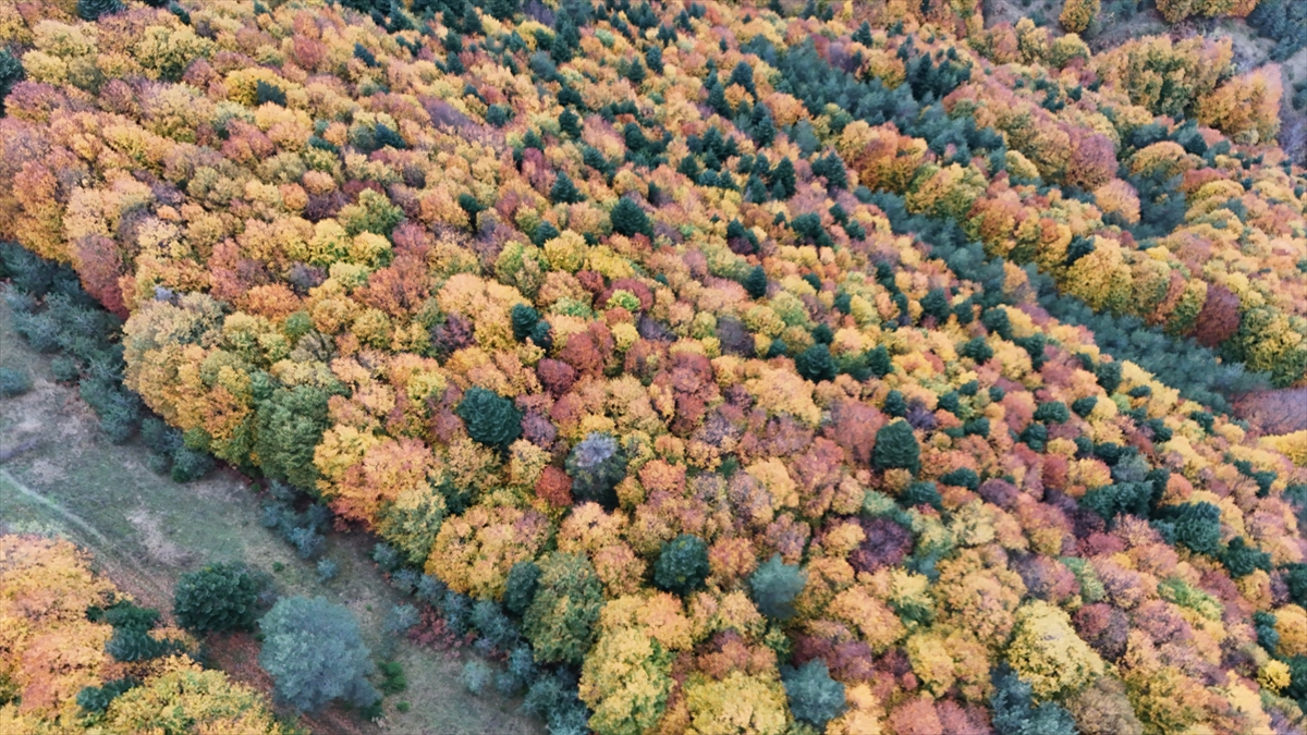 Samsun'un Alaçam ilçesinde Kızlan Yaylası sonbahar renklerine büründü