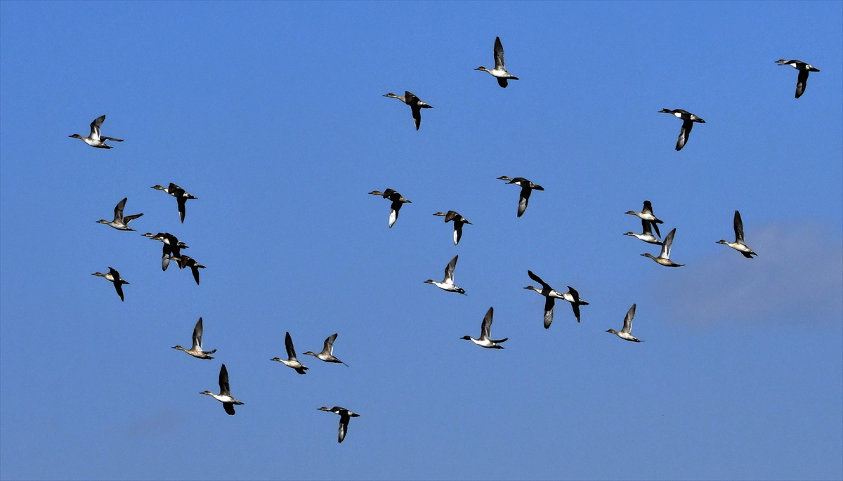 Kars'ta göçmen kuşların konakladığı Asboğa Gölü'nde su 60 metre çekildi