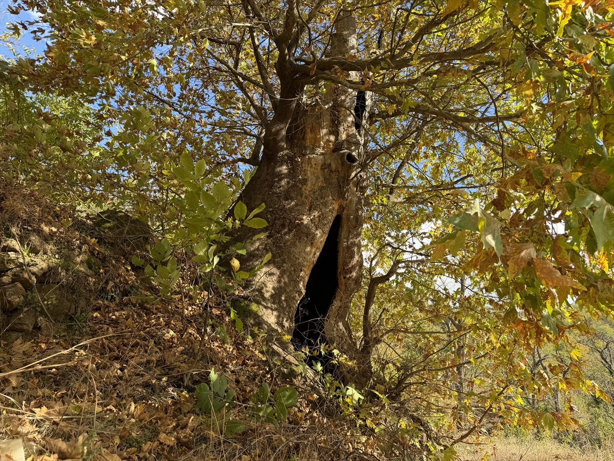 Aydın'da mahalleliden dev çınar ağacı için tescil isteği