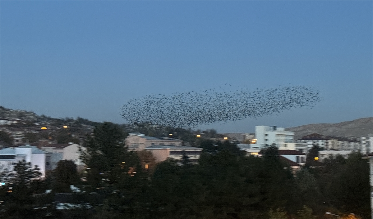 Çankırı'da sığırcık kuşlarının gökyüzündeki dansı görüntülendi