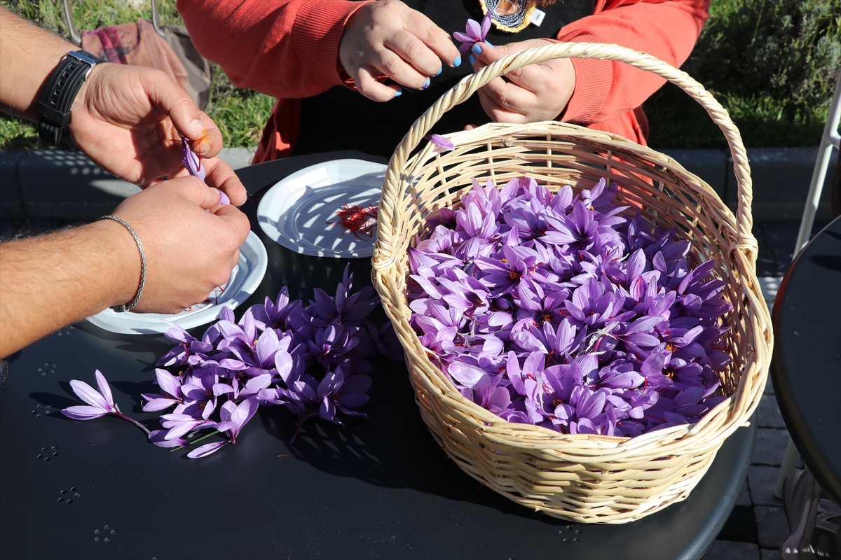 Karabük'te "Safran İmecesi" etkinliği düzenlendi
