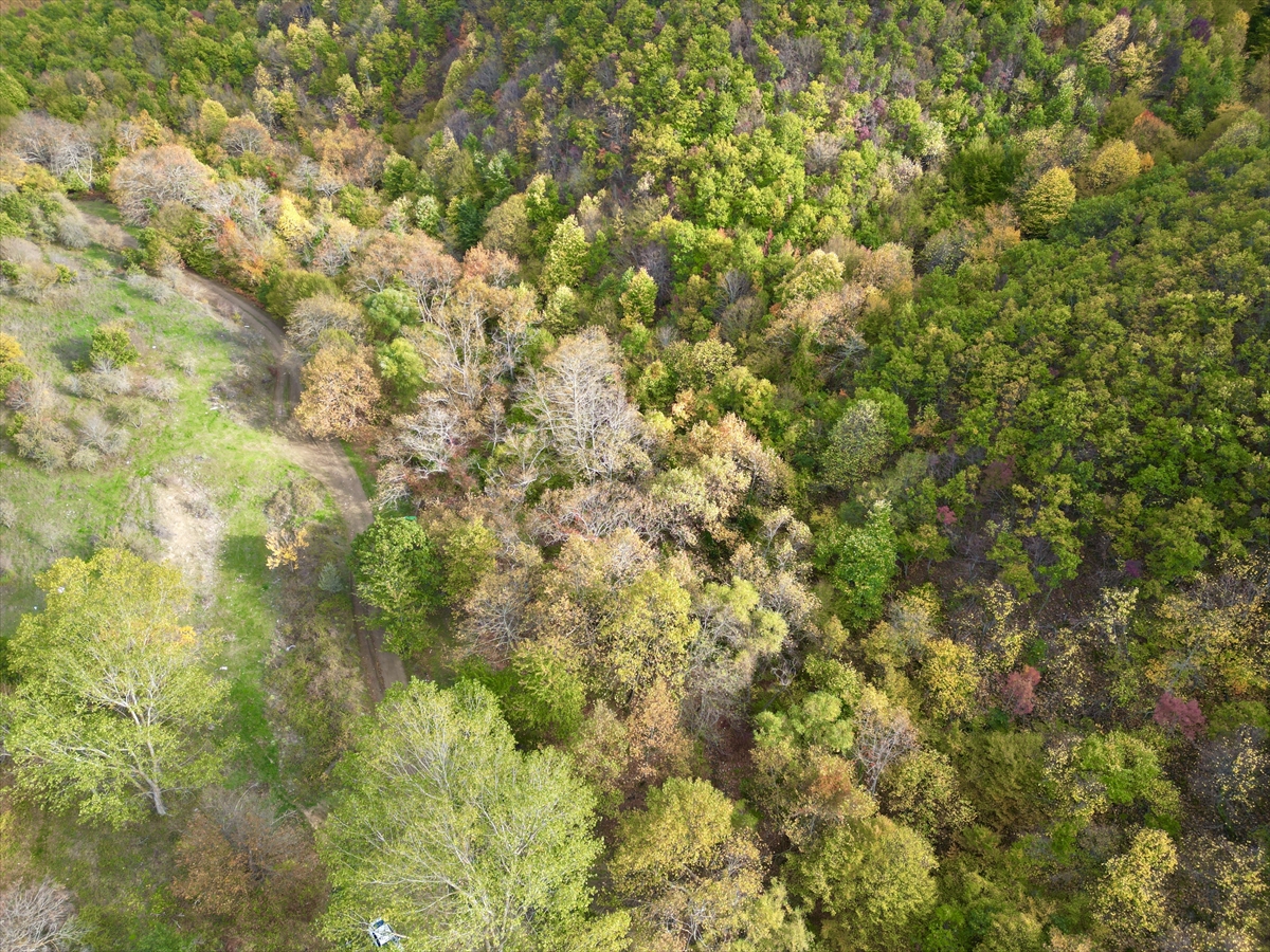 Tekirdağ'da sonbahar renklerine bürünen ormanlar doğa tutkunlarını bekliyor
