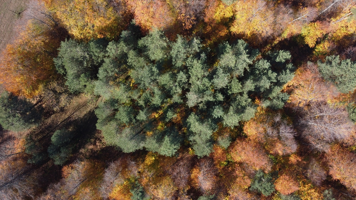 Bilecik ormanlarında sonbahar renkleri hakim oldu