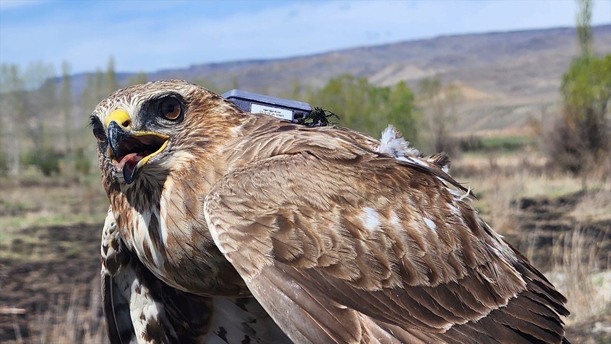 Bozkır şahini 2,5 yılda 28 ülkede 103 bin 456 kilometre uçtu