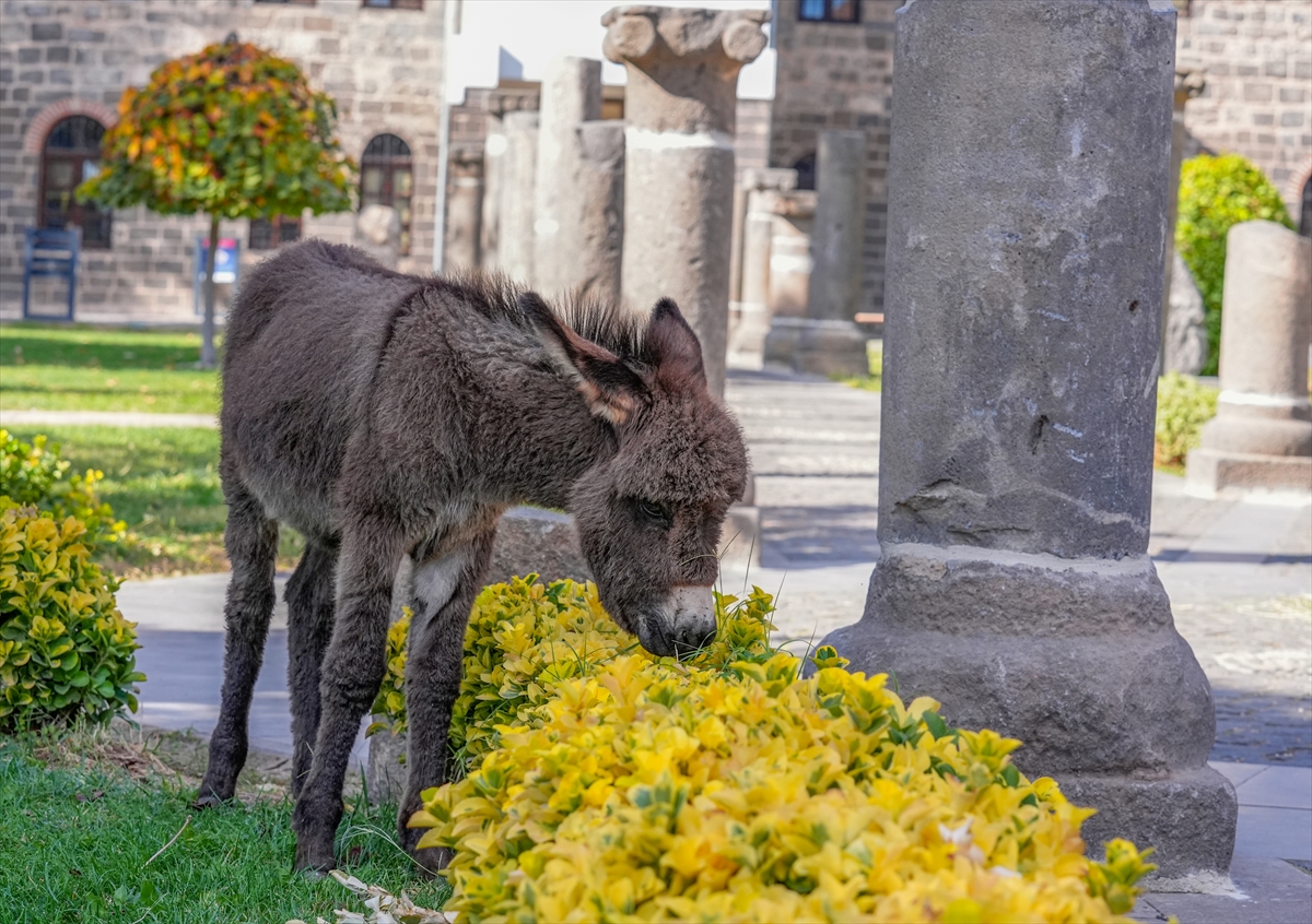 Müze bahçesinde koruma altına alınan sıpa "Midas" ziyaretçilerin sevgisini kazandı
