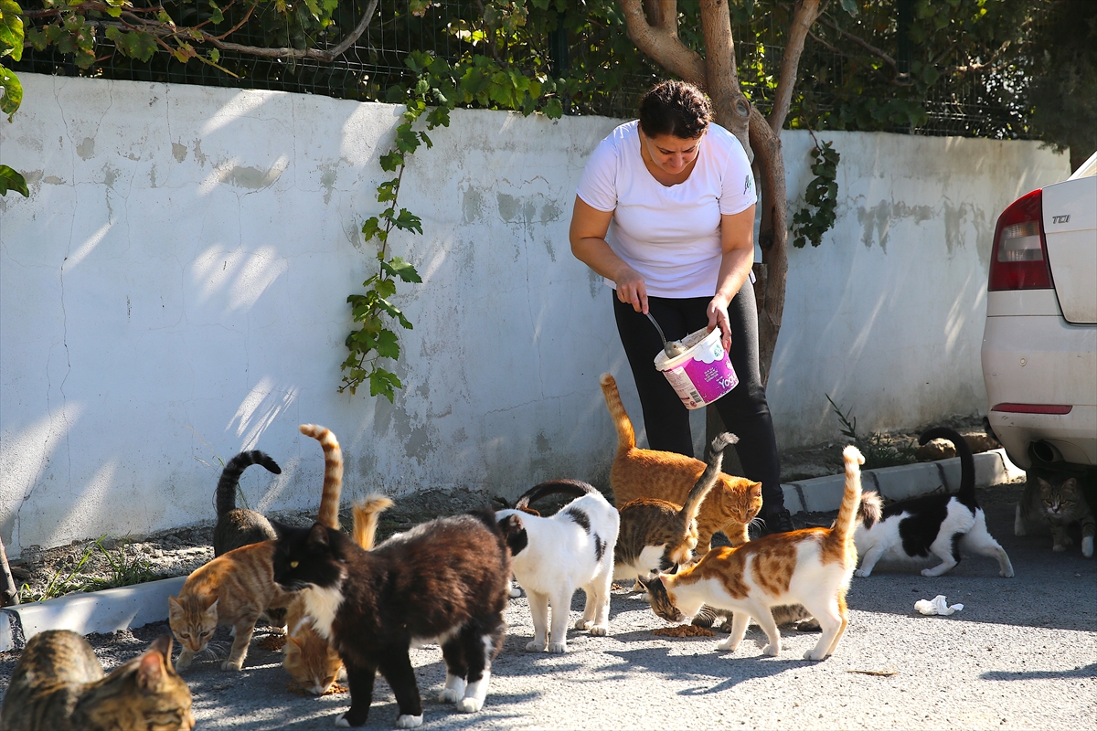 Depremzede kadın, sahipsiz kedilere kucak açtı