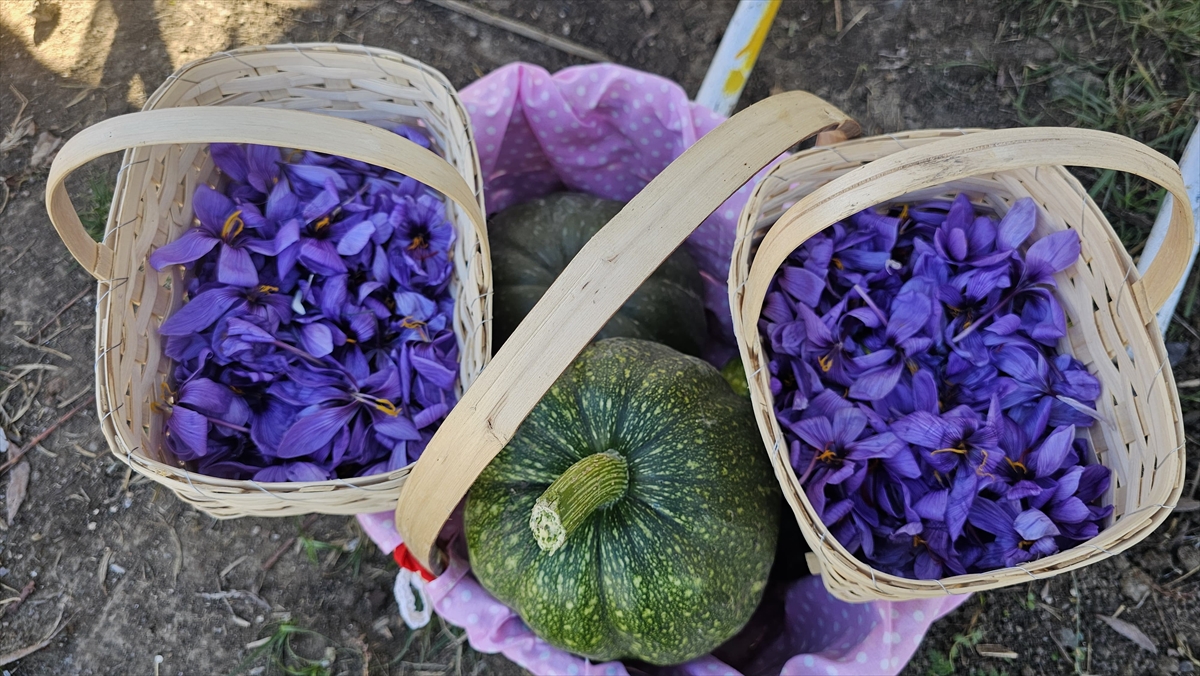 Çorum'da Safran Hasat Şenliği yapıldı