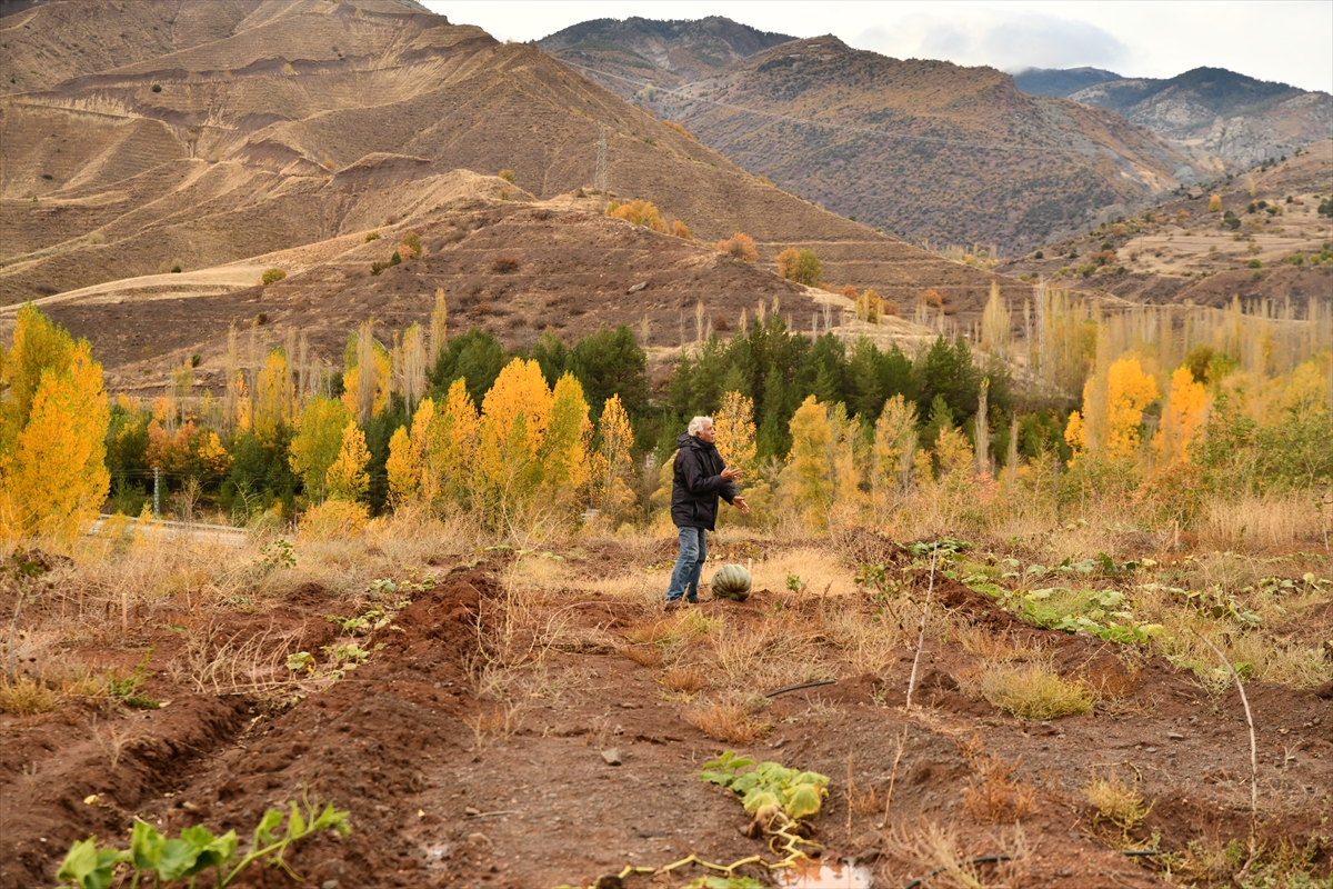Giresun'da emekli banka müdürü 16 dönüm arazide Antep fıstığı bahçesi kurdu