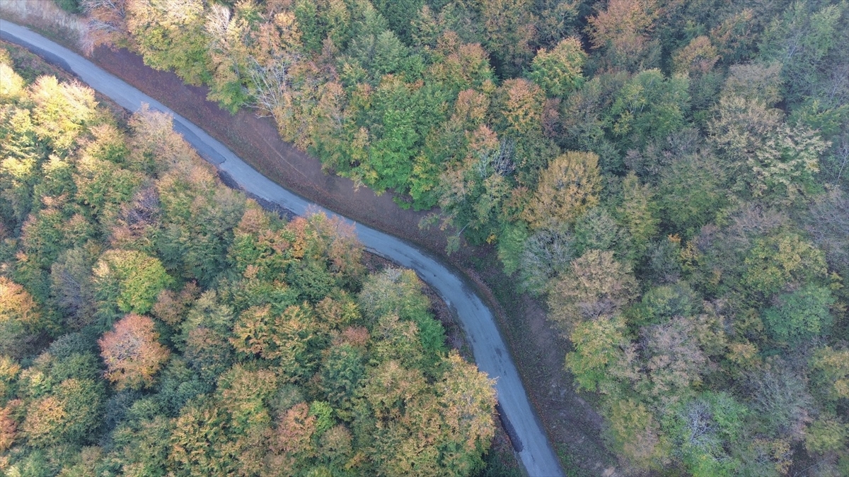 Samsun'da Yunt Dağı güz sarısına boyandı