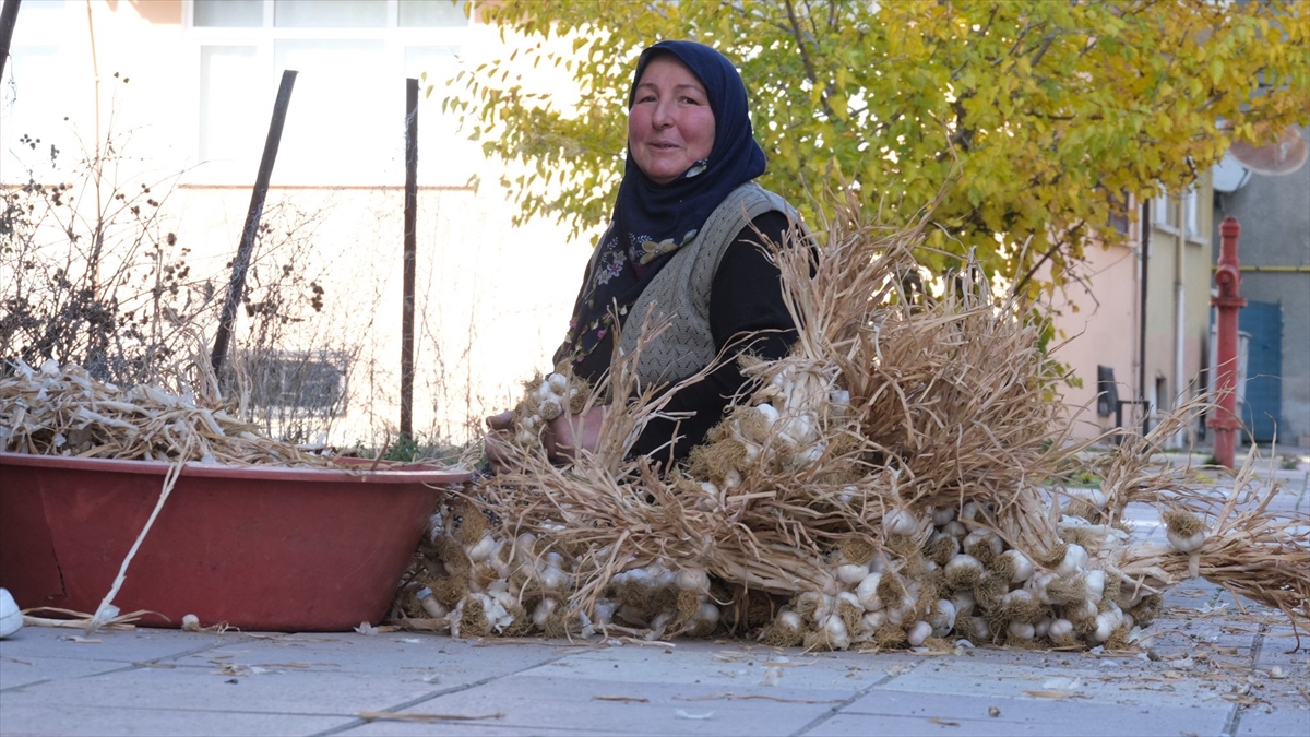 Taşköprü'de sarımsak üreticileri "sıvama" adı verilen temizlik işlemini yapıyor