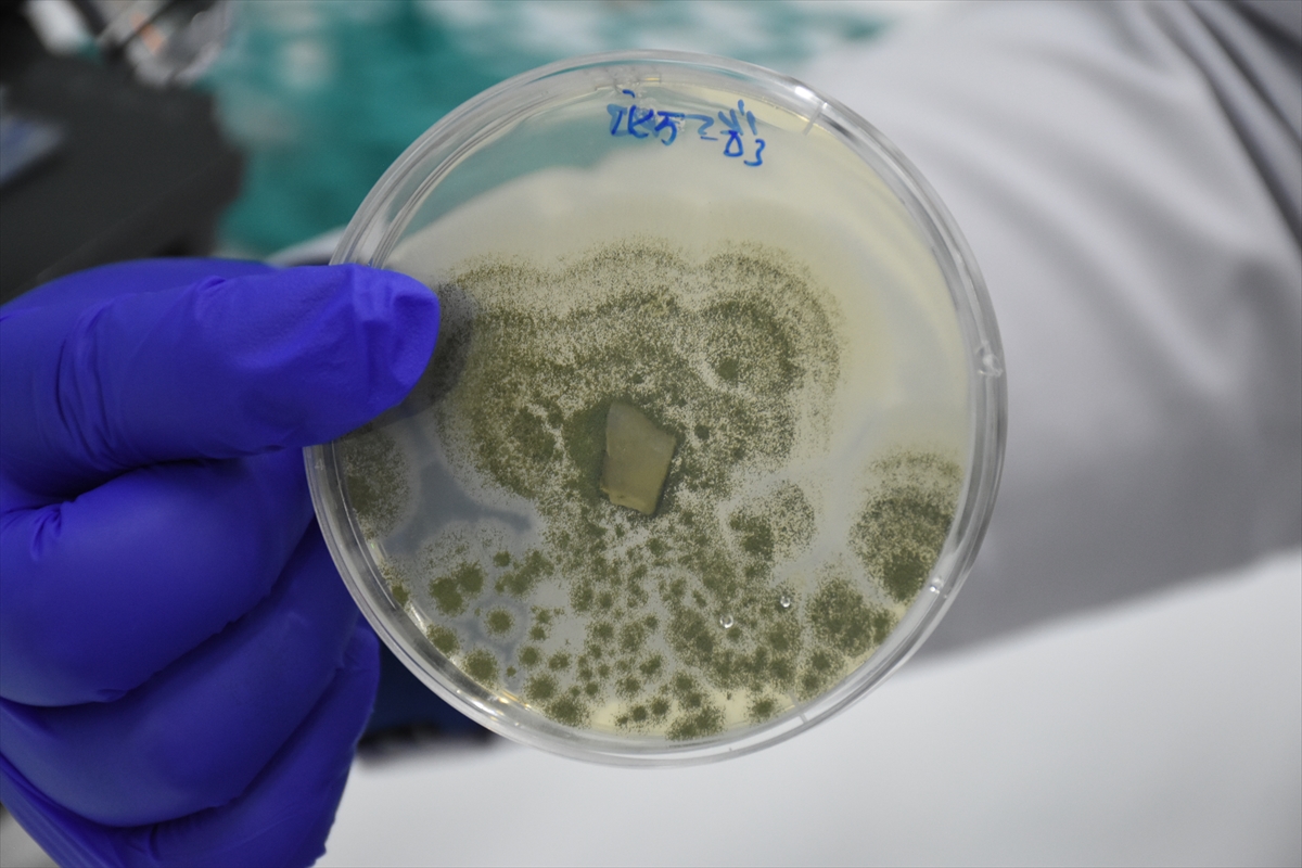 Gıda analizlerinde kullanılan maddeleri Malatya Teknokent'te üretip patent aldılar